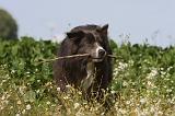 BORDER COLLIE 1095